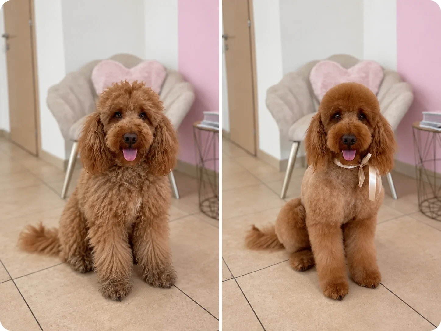 Arras prima e dopo la toelettatura