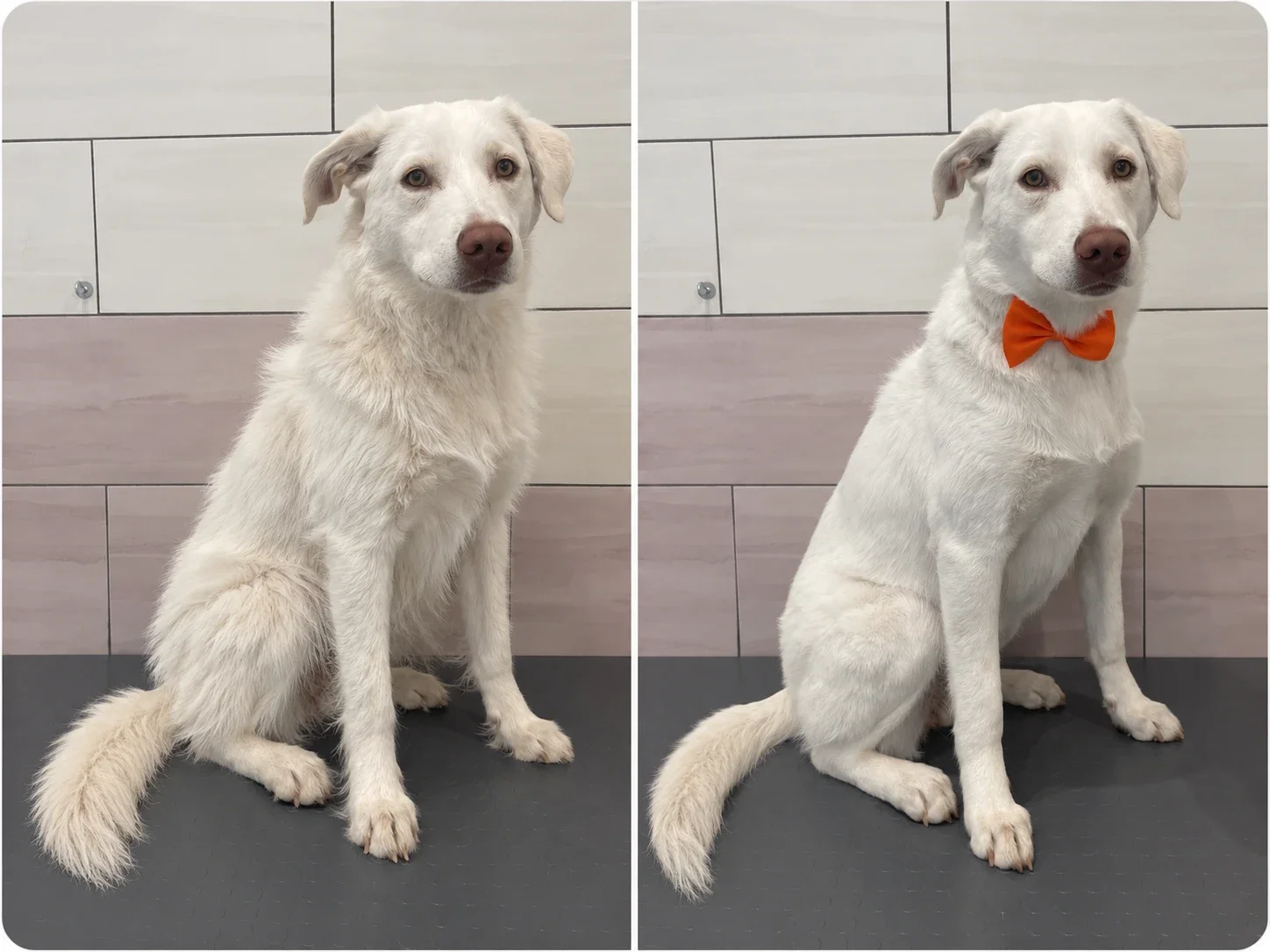 Oliver prima e dopo la toelettatura